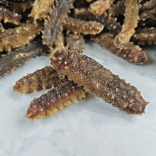 六排刺海參 深海珍饈，滋補(bǔ)佳品